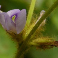 Calopogonium mucunoides Desv.